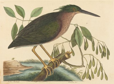 Le petit héron (Ardea virescens) - Mark Catesby