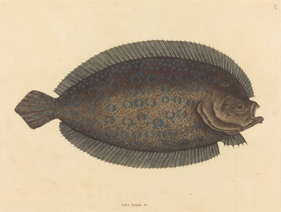 La Sole Pleuronectes lunatus - Mark Catesby