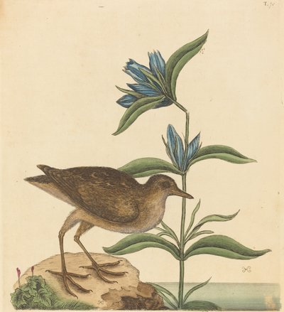 La Soree Rallus Virginianus, publié 1731-1743 - Mark Catesby