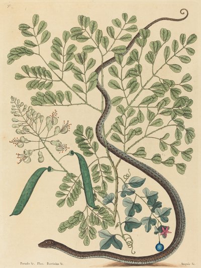 Le serpent rubané tacheté Coluber nebulosus, publié 1731-1743 - Mark Catesby