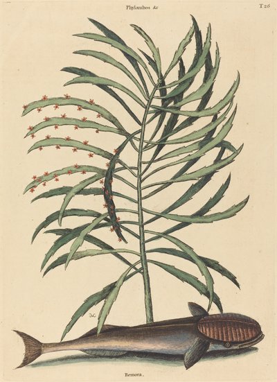 Le Poisson Suceur (Echeneis Naucratis) - Mark Catesby