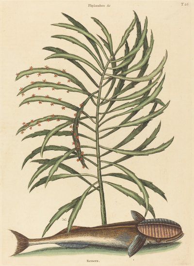 Le Poisson Suceur Echeneis naucratis - Mark Catesby