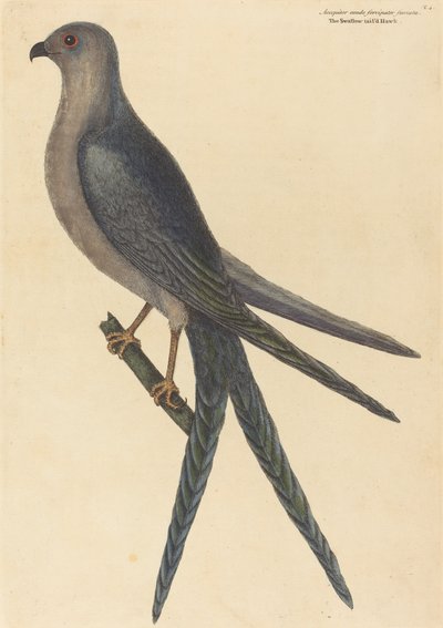 Le faucon à queue fourchue (Falco furcatus) - Mark Catesby
