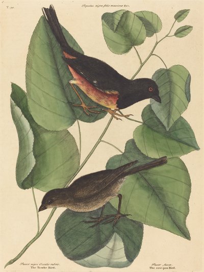 Le Towhe Bird (Fringilla erythrophthalma) - Mark Catesby