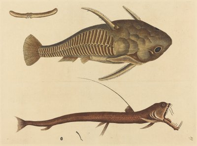 Le Silure à bouche de vipère - Mark Catesby