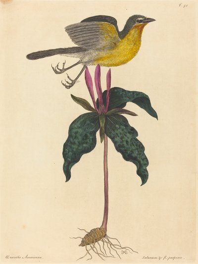 Le Paruline polyglotte - Mark Catesby