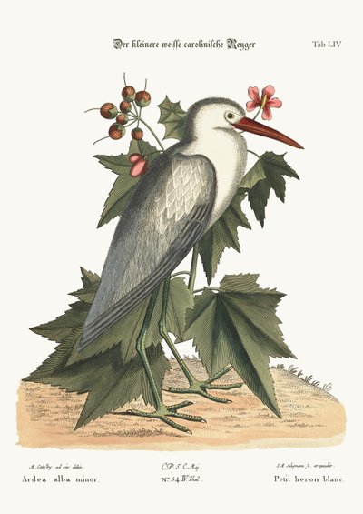 Le petit héron blanc, 1749-73 - Mark Catesby