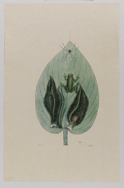 Rainette - Mark Catesby