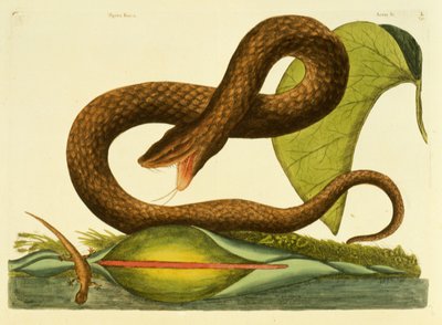Vipère Fusca, planche 45, vol. 1, de 