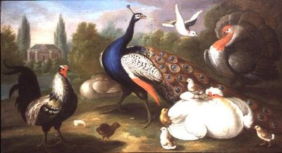 Un Paon, Dinde, Poule, Coq et Colombe près d