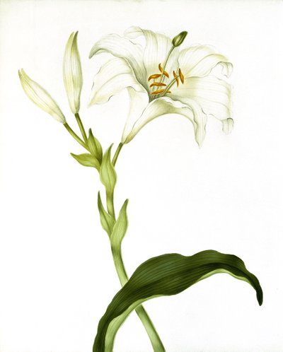 Lys - Martha Tuthill
