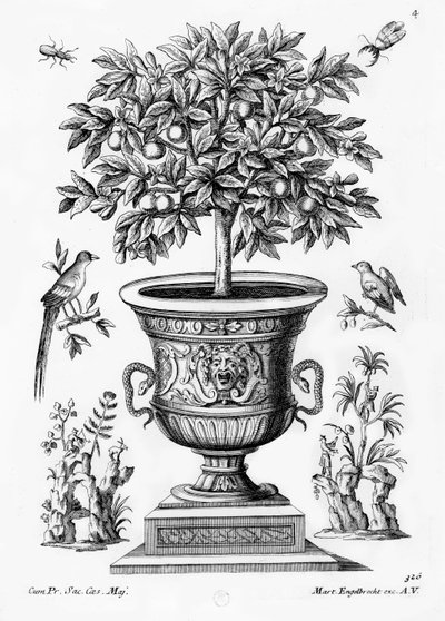 Orangers, vers 1735 - Martin Engelbrecht