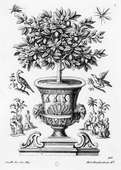 Orangers, vers 1735 - Martin Engelbrecht
