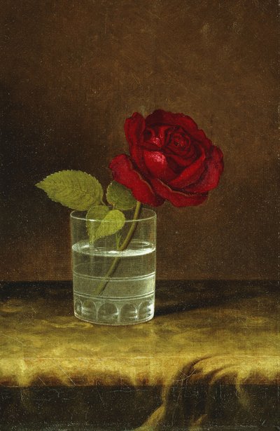 Une rose rouge - Martin Johnson Heade