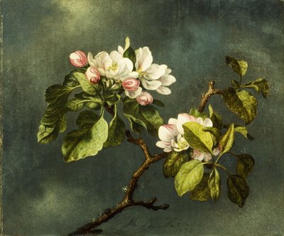 Fleurs de pommier - Martin Johnson Heade