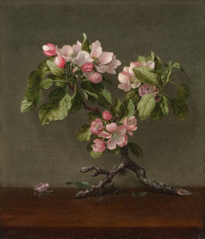 Fleurs de pommier - Martin Johnson Heade