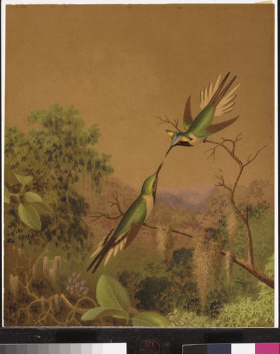 Colibris brésiliens IV - Martin Johnson Heade