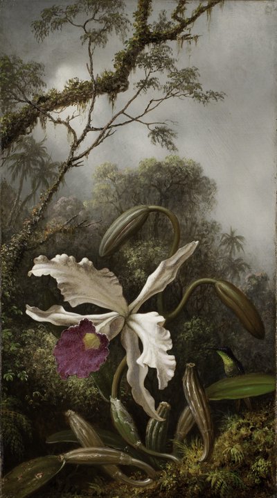 Colibri avec orchidée blanche, 1875-1885 - Martin Johnson Heade