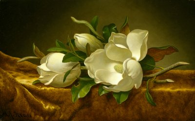 Magnolias sur tissu de velours doré, vers 1888-90 - Martin Johnson Heade