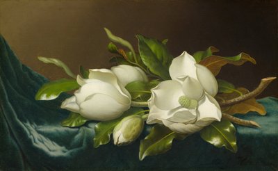 Magnolias sur un tissu de velours bleu clair, 1885-1895 - Martin Johnson Heade