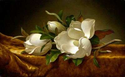 Magnolias sur toile de velours doré - Martin Johnson Heade