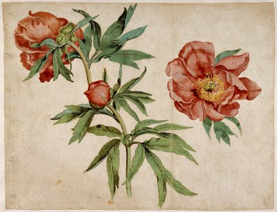 Étude de pivoines - Martin Schongauer