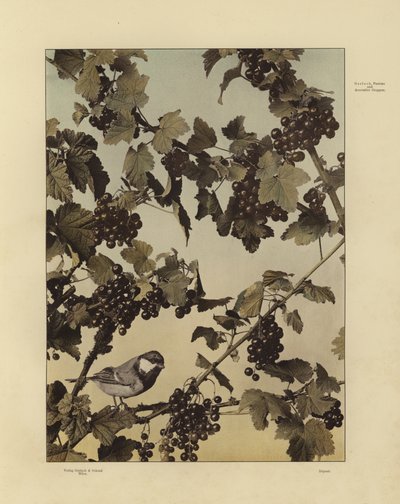 Un des Festons und Decorative Gruppen de Martin Gerlach - Martin senior Gerlach