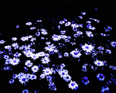 Fleurs au bord du champ - Martina Konitzky
