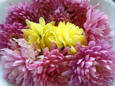 Fleurs de chrysanthème - Martina Konitzky
