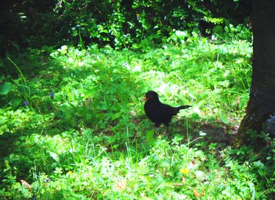Le merle un jour d