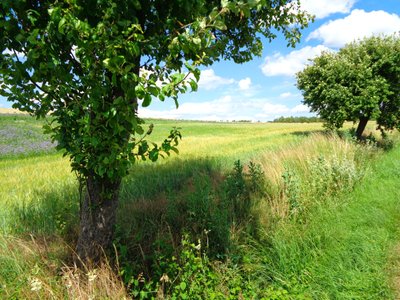 Chemin de campagne en été - Martina Konitzky
