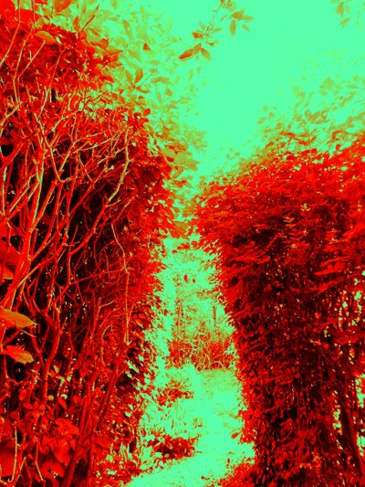 Jardin (Hommage à Jérôme Bosch) - Martina Konitzky