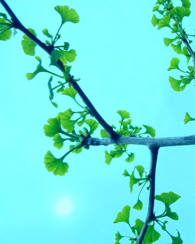 Ginkgo turquoise - Martina Konitzky