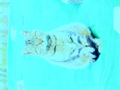 Chaton - Martina Konitzky