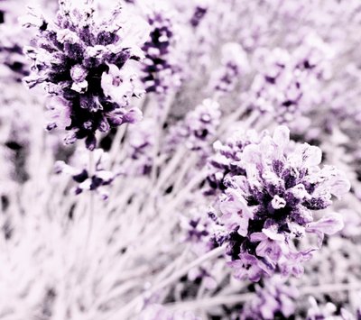 Lavande violet argent - Martina Konitzky