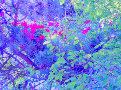 Plantes - Martina Konitzky