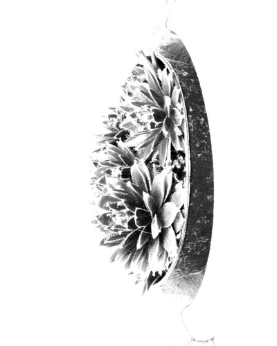 Plantes - Martina Konitzky