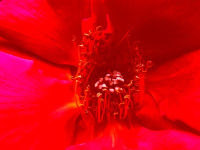 Rose - Martina Konitzky