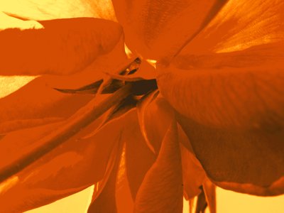 Fleur de rose - Martina Konitzky