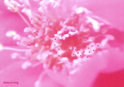 Parfum de rose - Martina Konitzky
