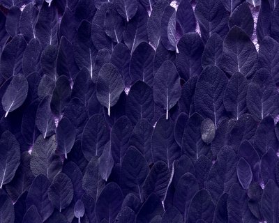 Sauge - Martina Konitzky