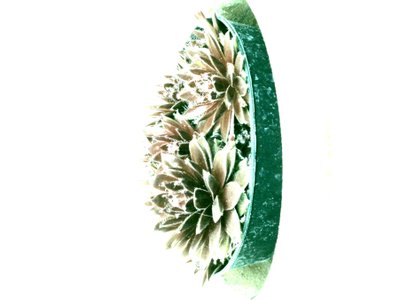 Succulentes - Martina Konitzky
