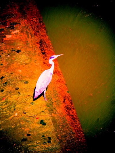 Héron cendré au bord de la rivière - Martina Konitzky