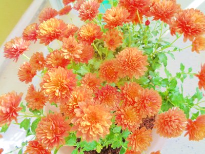 chrysanthemen2 - Martina Konitzky
