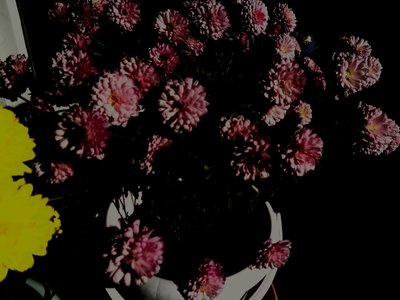 chrysanthemen5 - Martina Konitzky