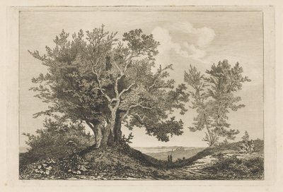 Chemin de campagne entre deux rangées d