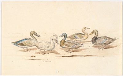 Études de différents types de canards - Martinus Rørbye