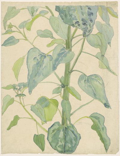 Tige et feuilles d