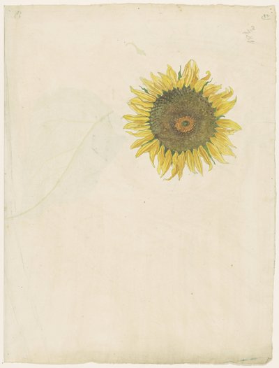 Tournesol - Martinus van Andringa