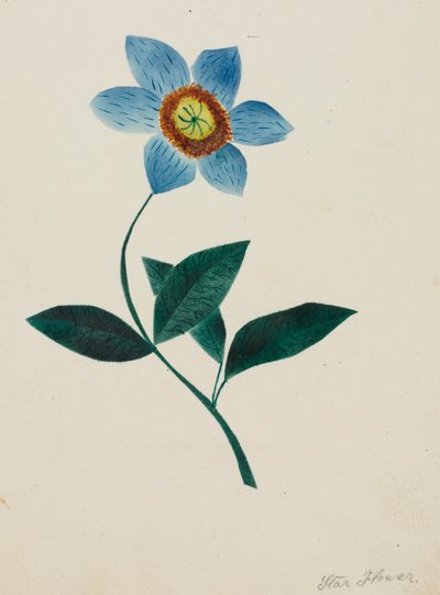 Fleur étoilée - Mary Altha Nims